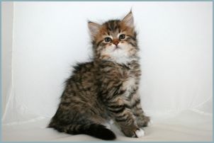 Female Siberian Kitten from Deedlebug Siberians